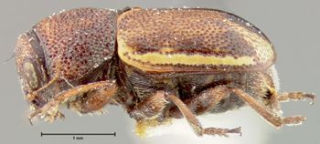 Media type: image;   Entomology 24941 Aspect: habitus lateral view